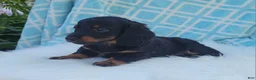 Miniature Dachshund dogs for sale: Vander - Ad 18