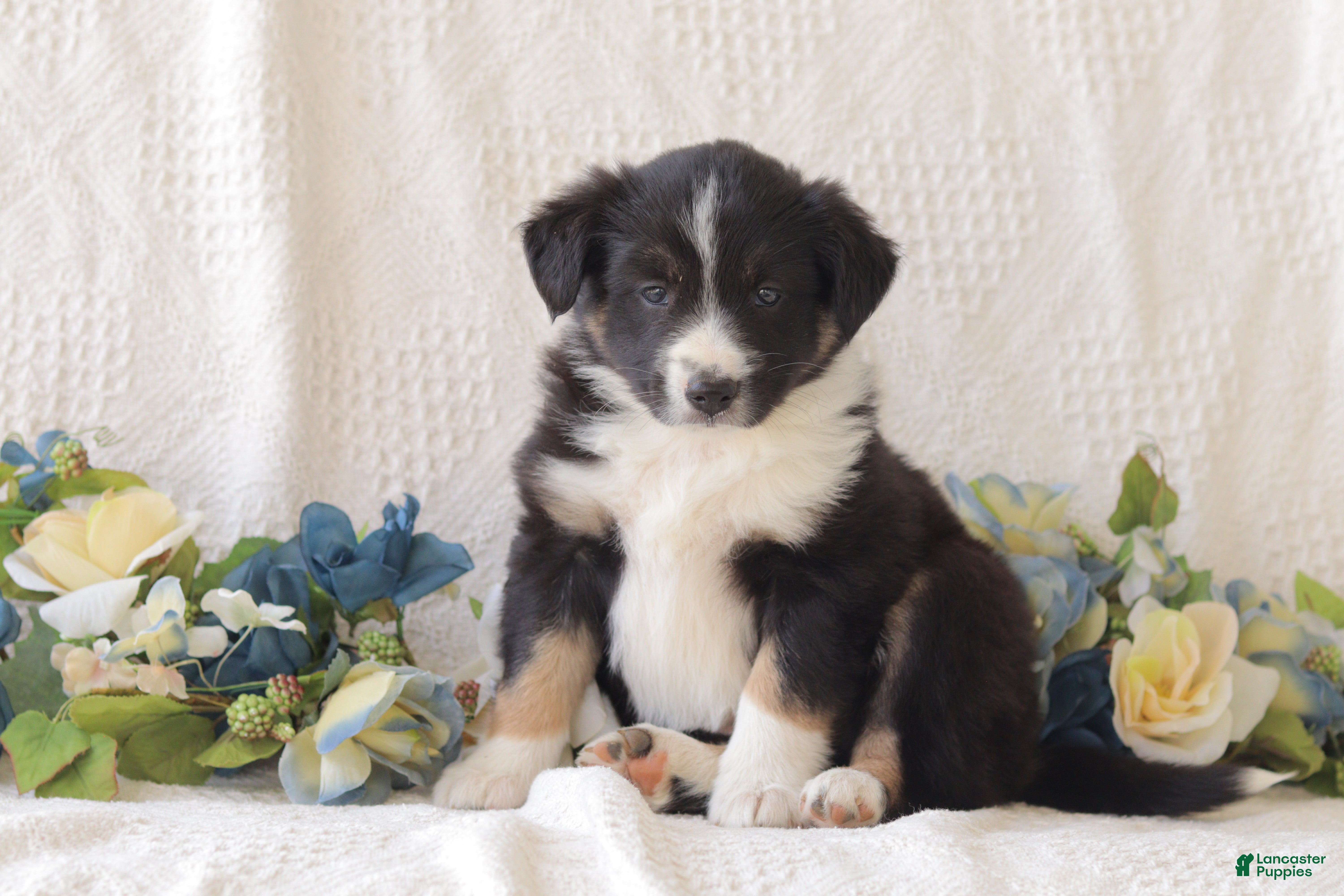 Border Collie dogs Buddy - Ad 1
