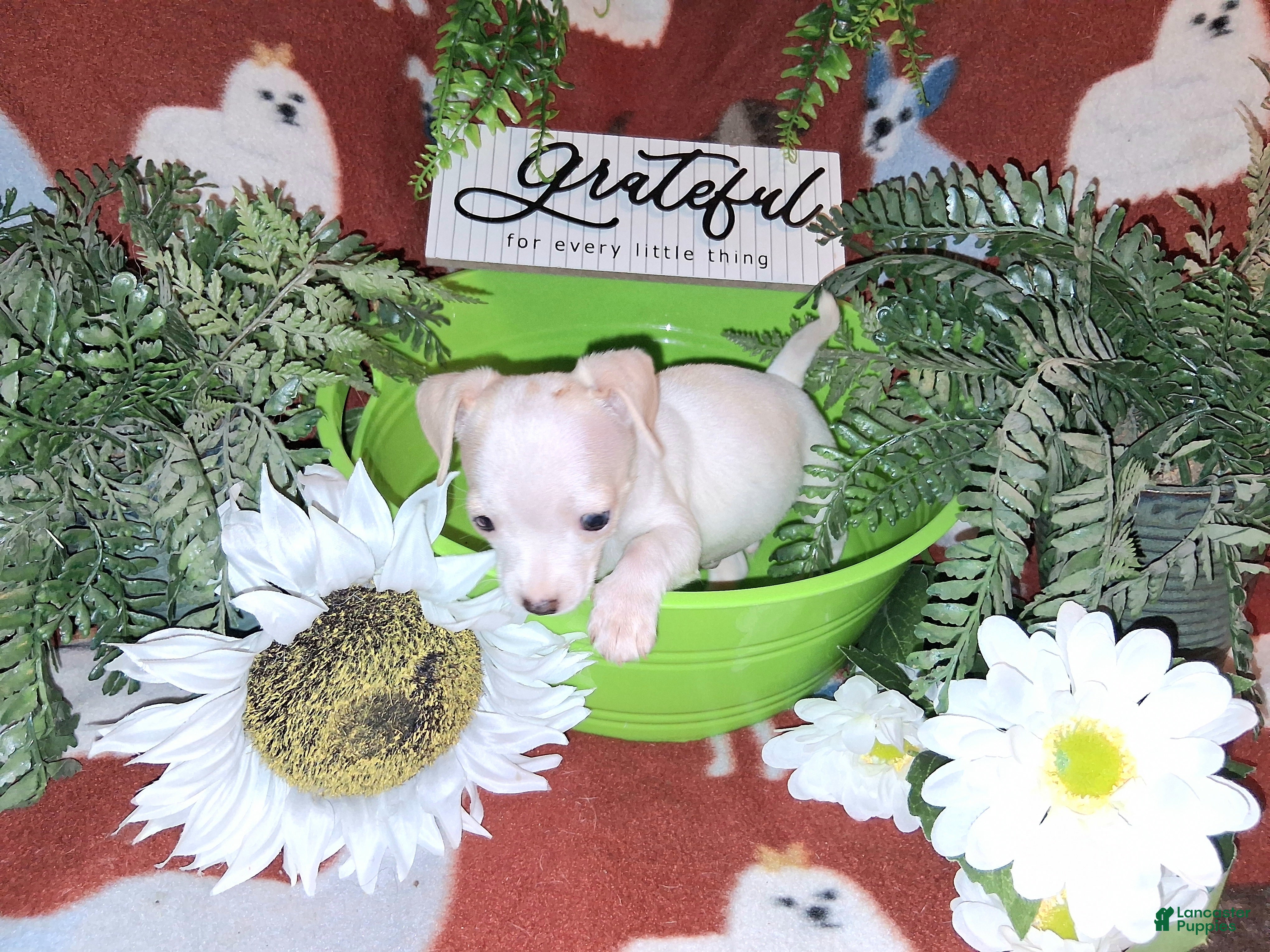 Jack Chi dogs Nugget - Ad 2