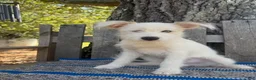 Mixed Breed dogs for sale: Lamar - Ad 2