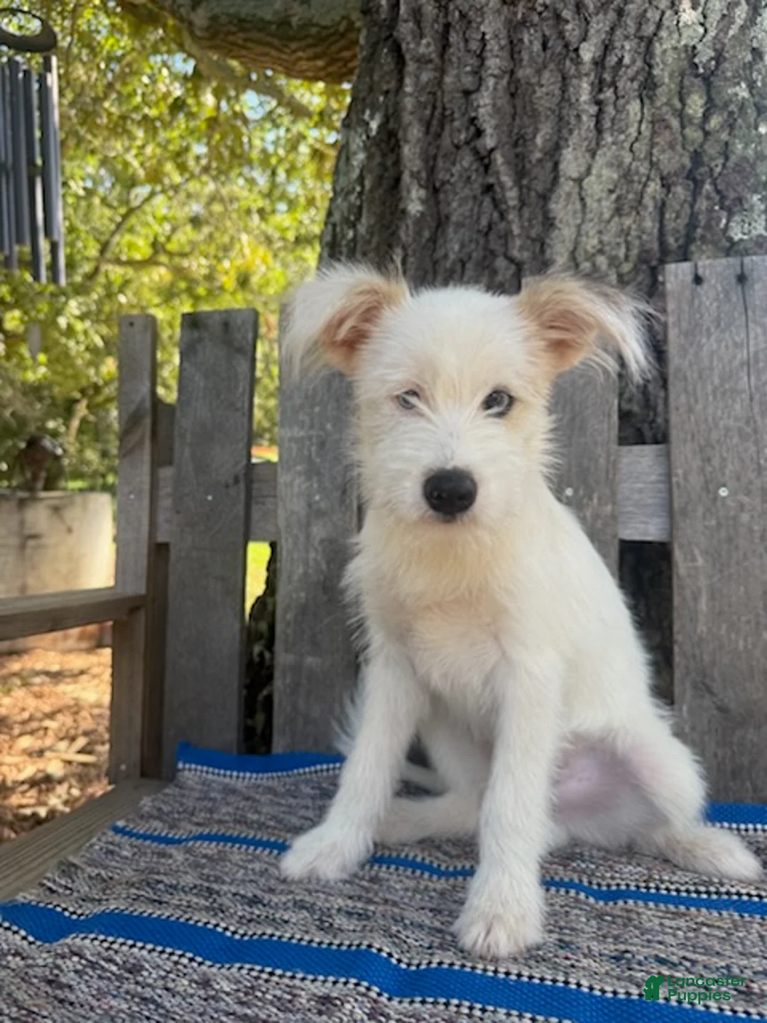 Mixed Breed dogs for sale: Lamar - Ad 2