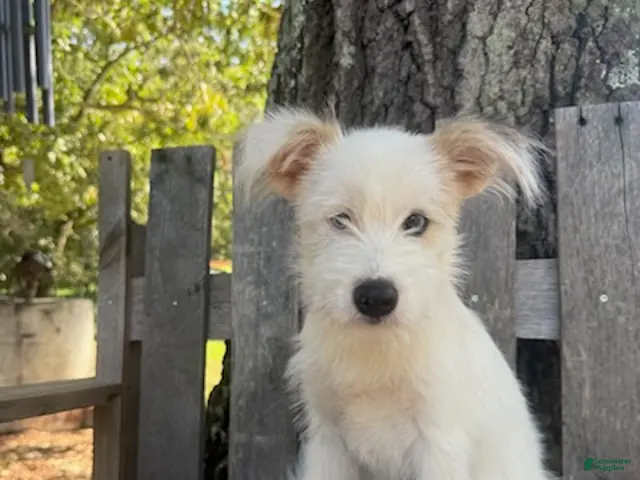 Mixed Breed dogs Lamar - Ad 2