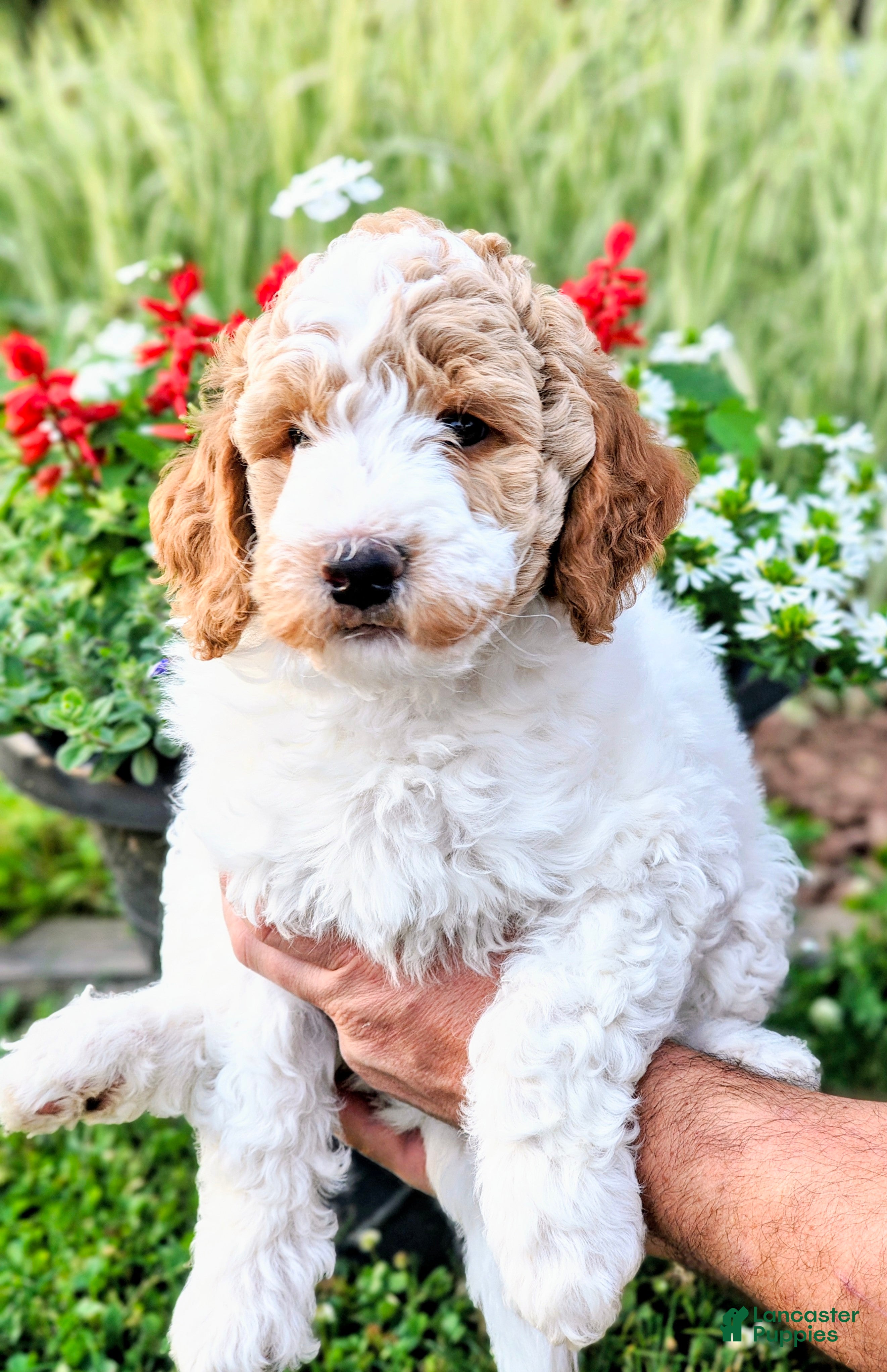 Mixed Breed dogs Oliver - Ad 1