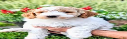 Mixed Breed dogs for sale: Oliver - Ad 3
