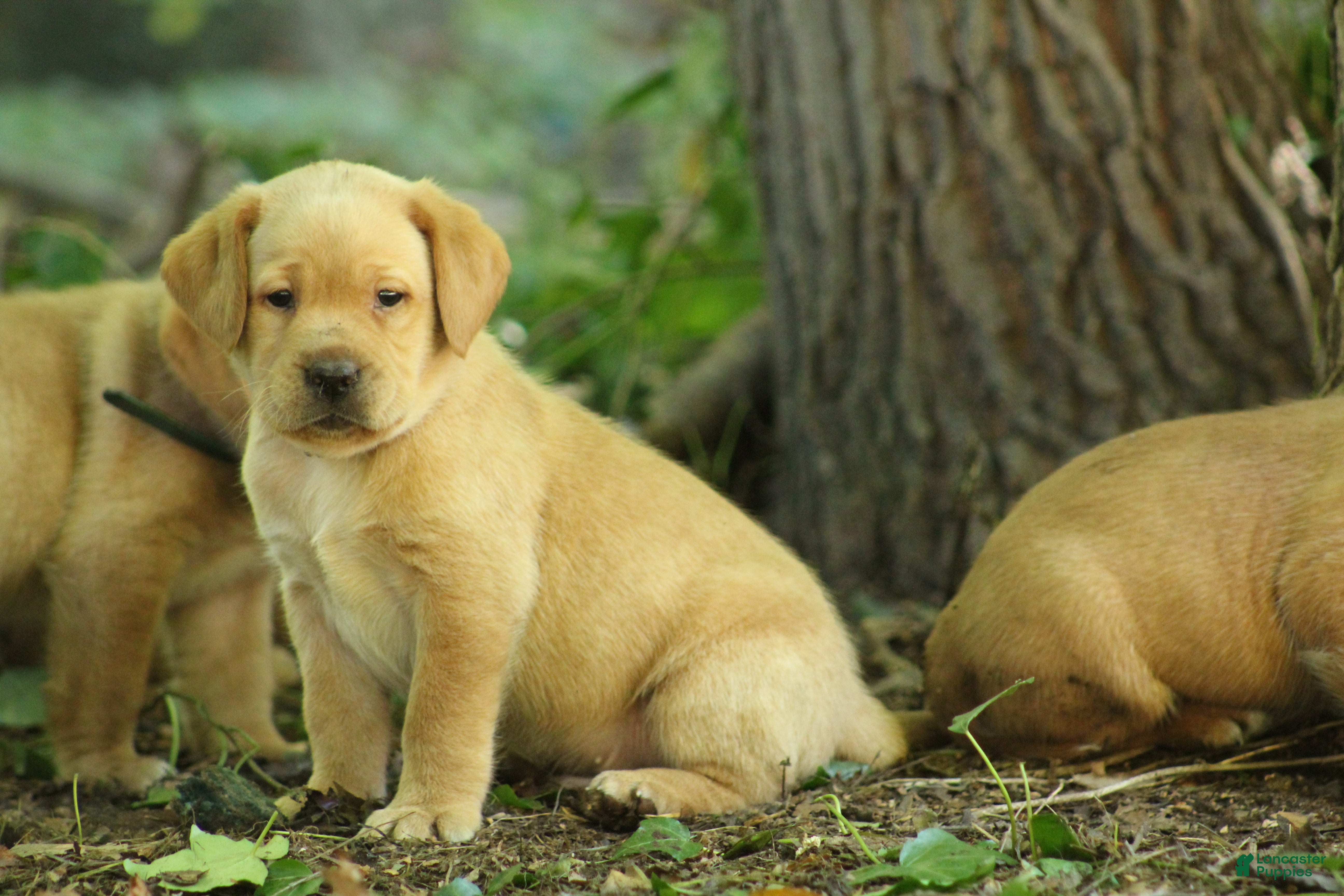 Labrador Retriever dogs Simba - Ad 2