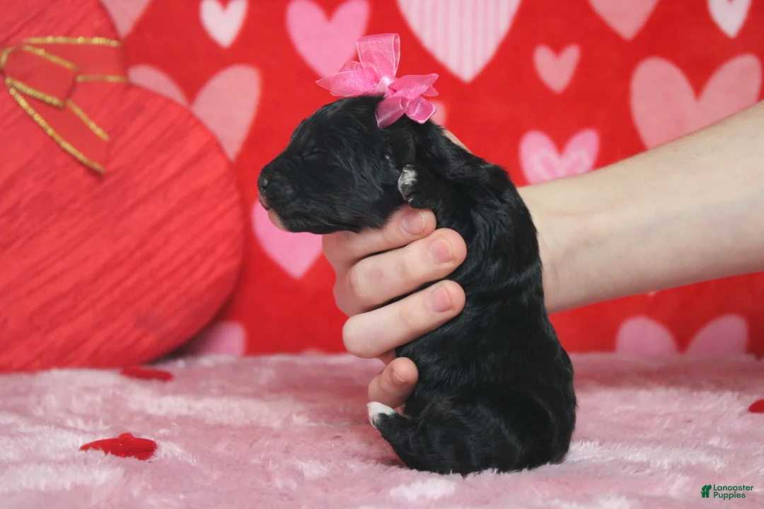 Mixed Breed dogs for sale: Precious - Ad 7