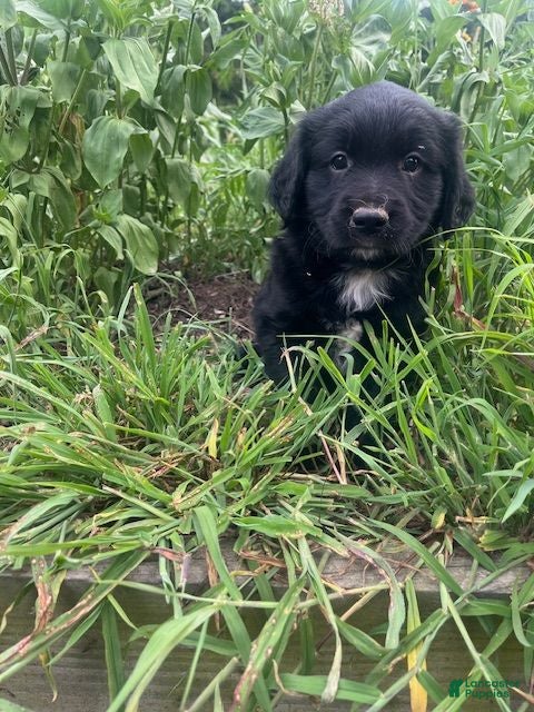 Mixed Breed dogs Lonie - Ad 1