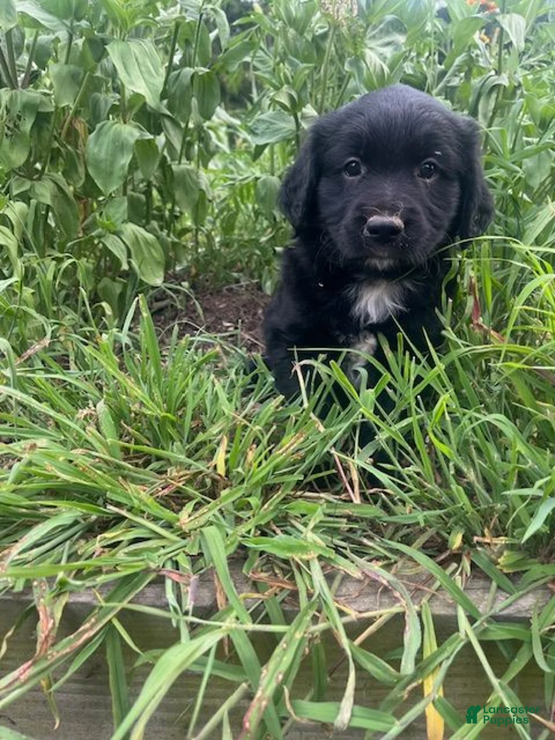 Mixed Breed dogs for sale: Lonie - Ad 1