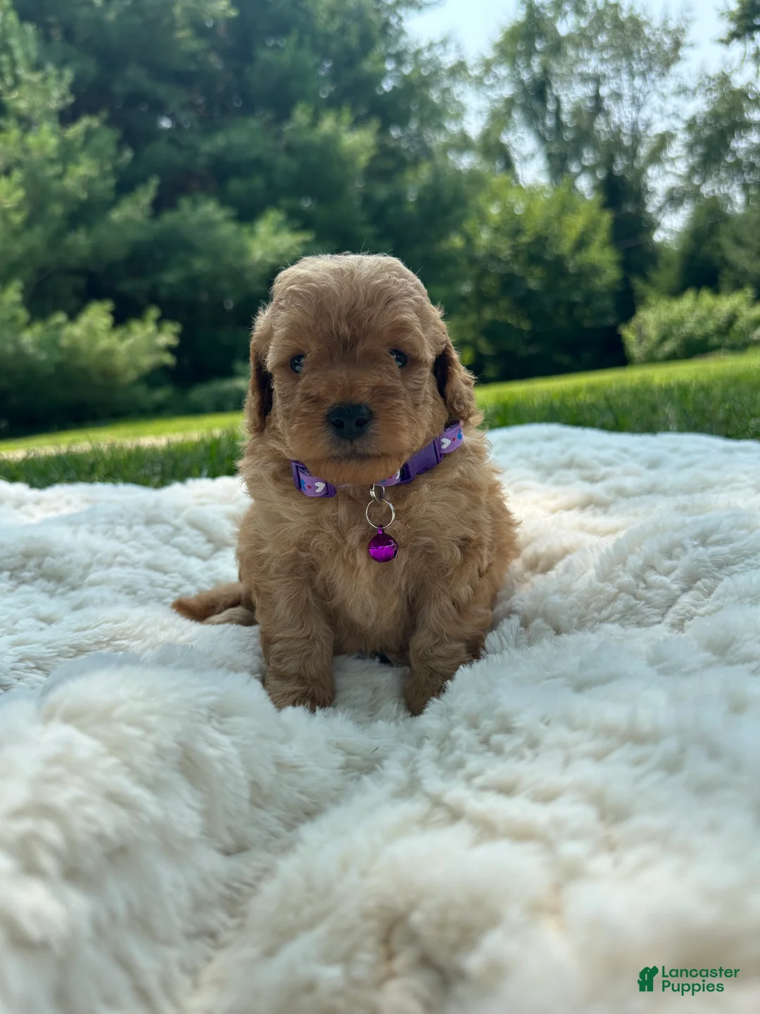 Miniature Poodle dogs for sale: Goldy - Ad 2