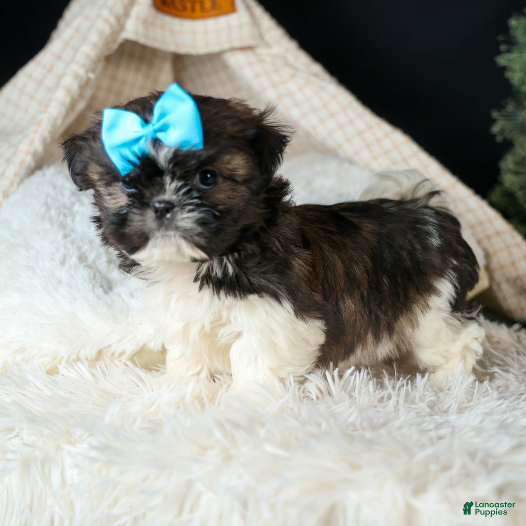 Shih Tzu dogs for sale: ROSCOE - Ad 4