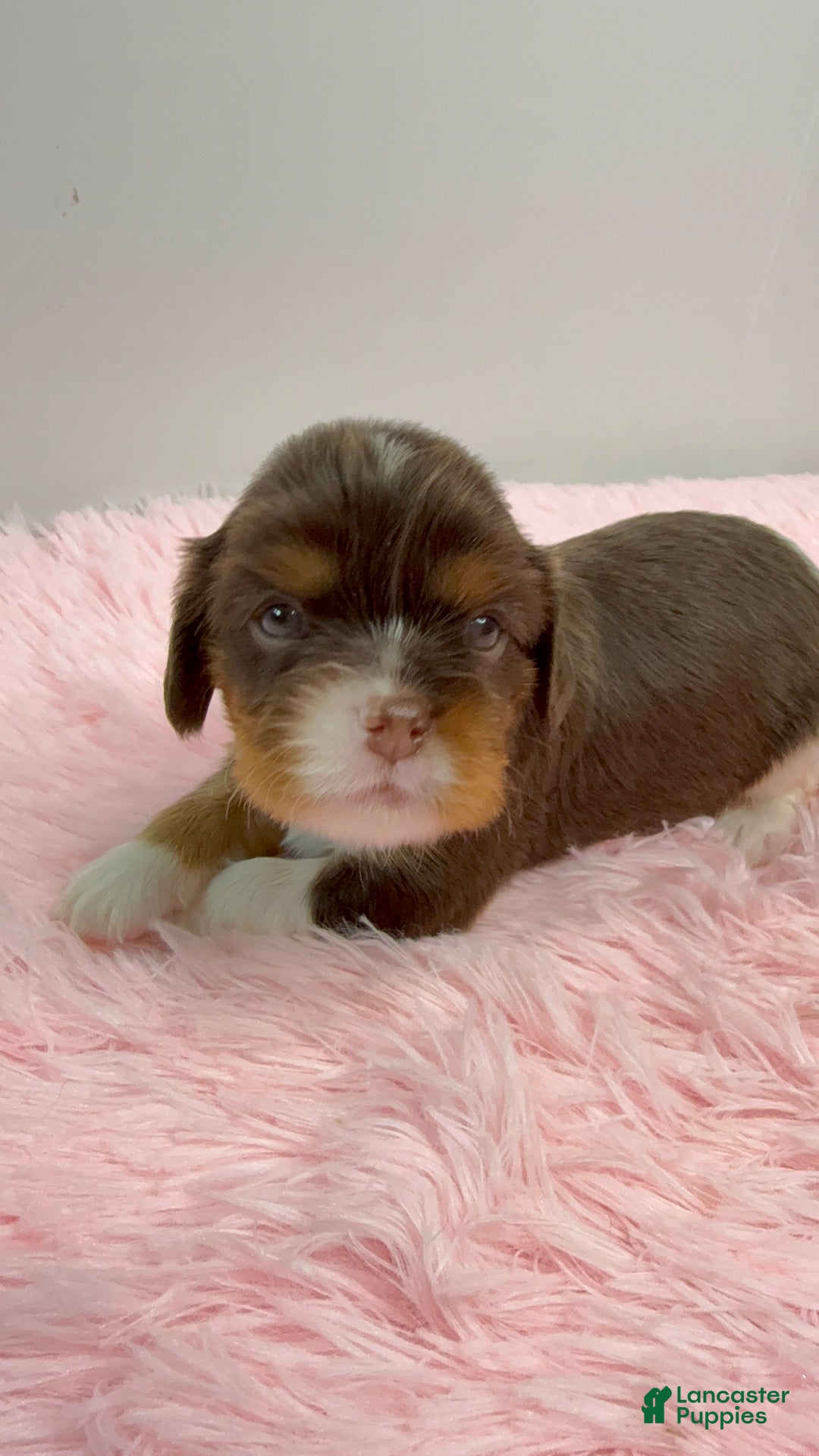 Cavalier King Charles Spaniel dogs for sale: Ava - Ad 12
