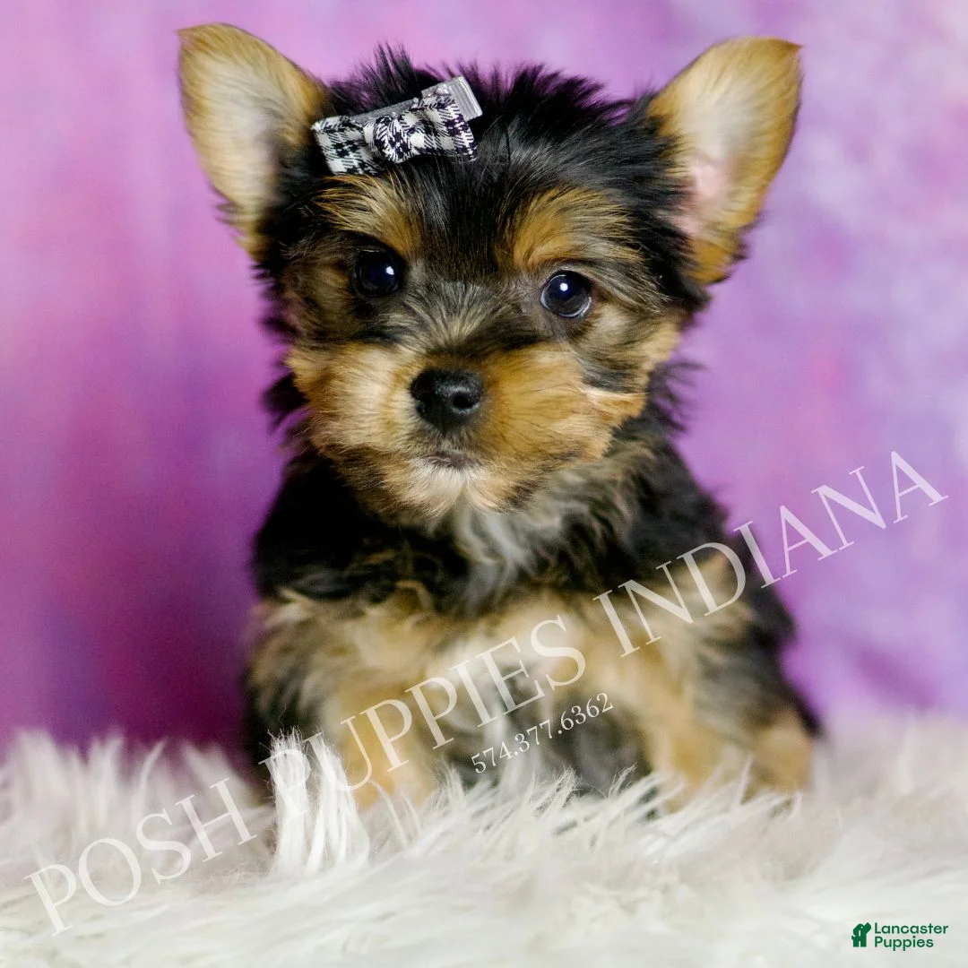 Yorkshire Terrier dogs for sale: Aaron - Ad 1
