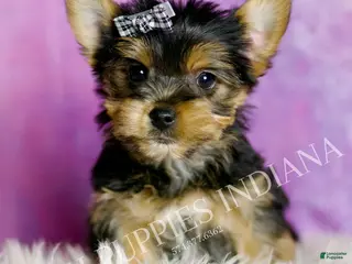 Yorkshire Terrier dogs Aaron - Ad 11