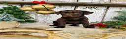 Labrador Retriever dogs for sale: Joy - Ad 1