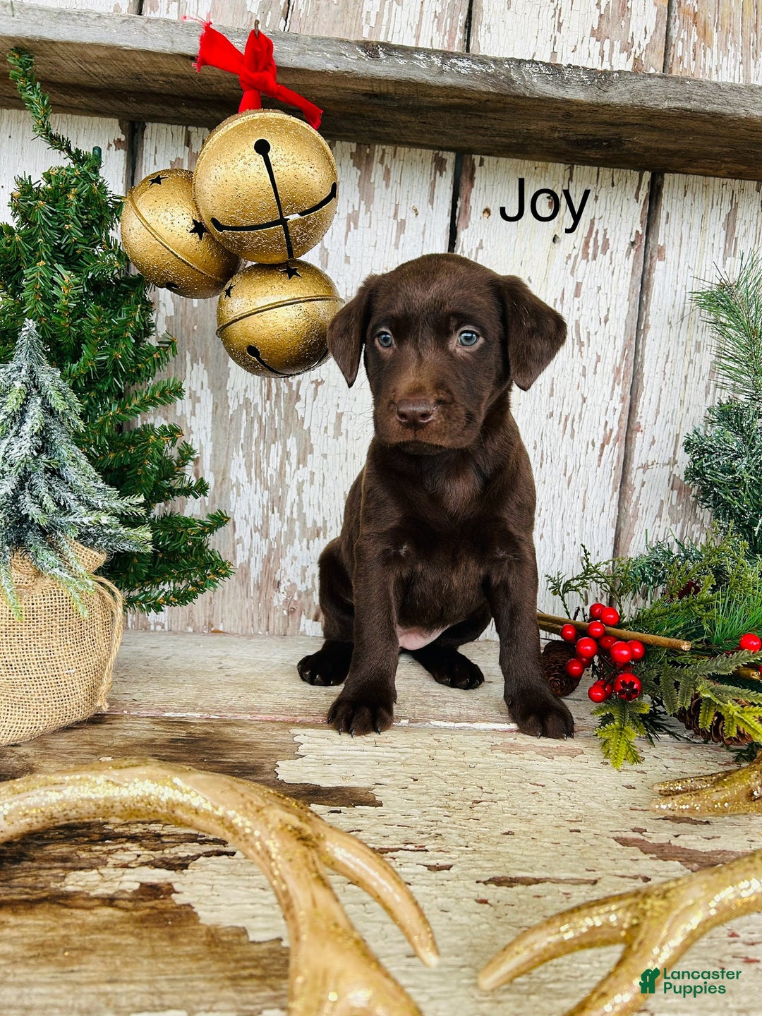 Labrador Retriever dogs for sale: Joy - Ad 1
