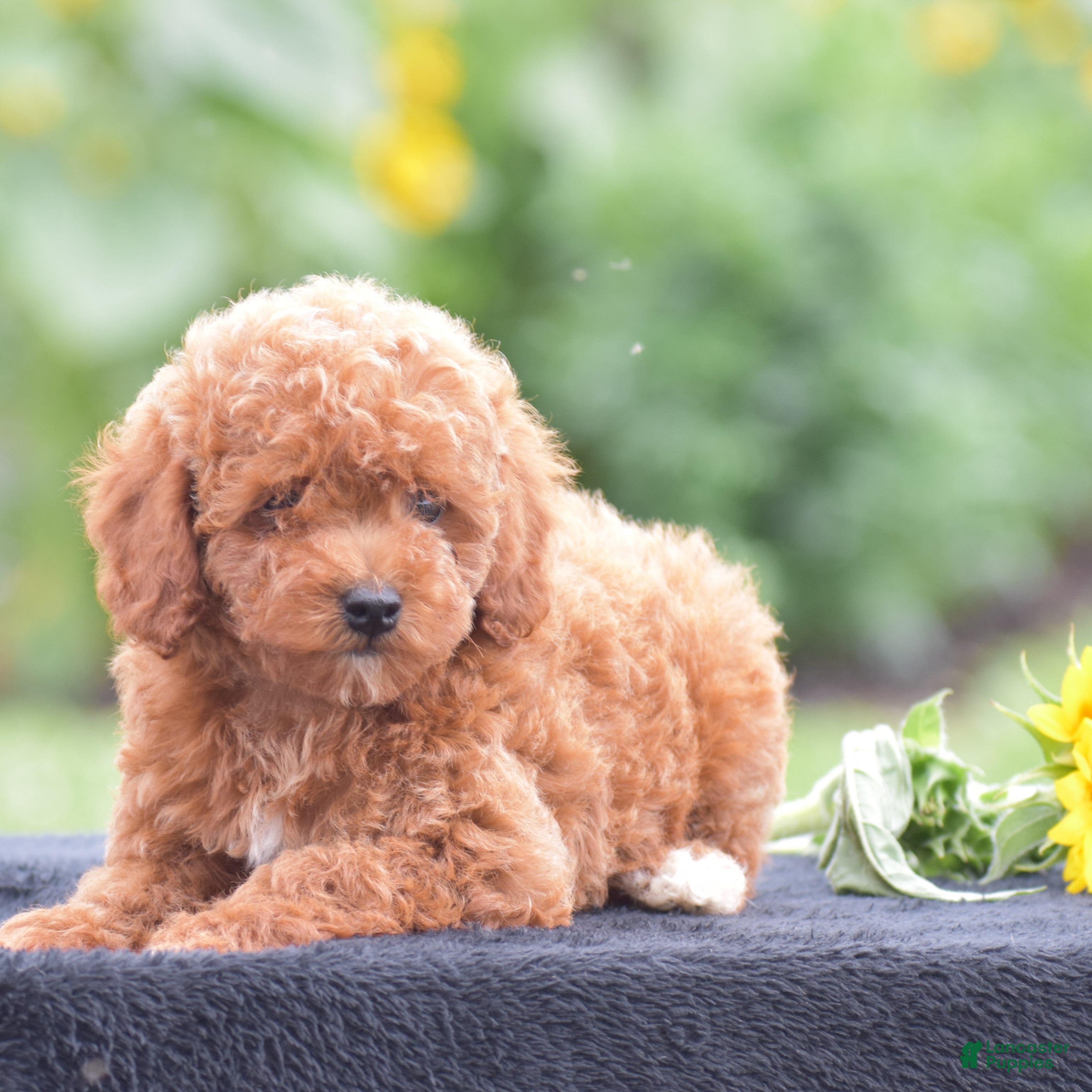 Miniature Poodle dogs Roxy - Ad 2