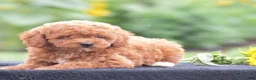 Miniature Poodle dogs for sale: Roxy - Ad 2