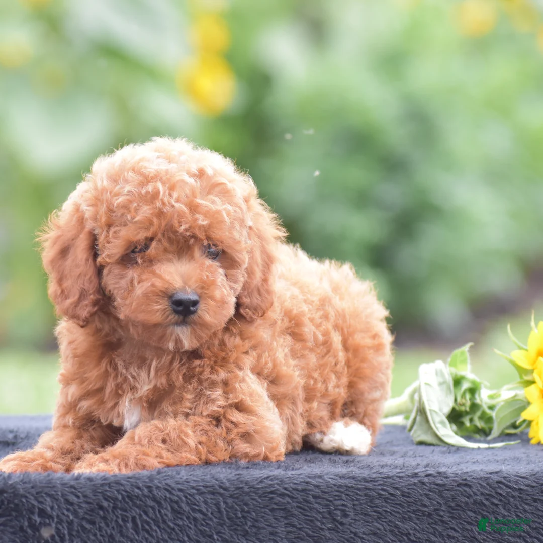 Miniature Poodle dogs for sale: Roxy - Ad 2