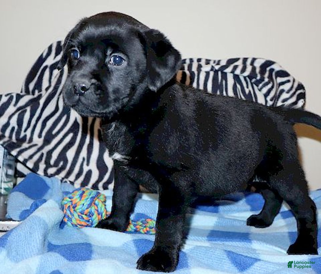 Mixed Breed dogs for sale: Wendy - Ad 4