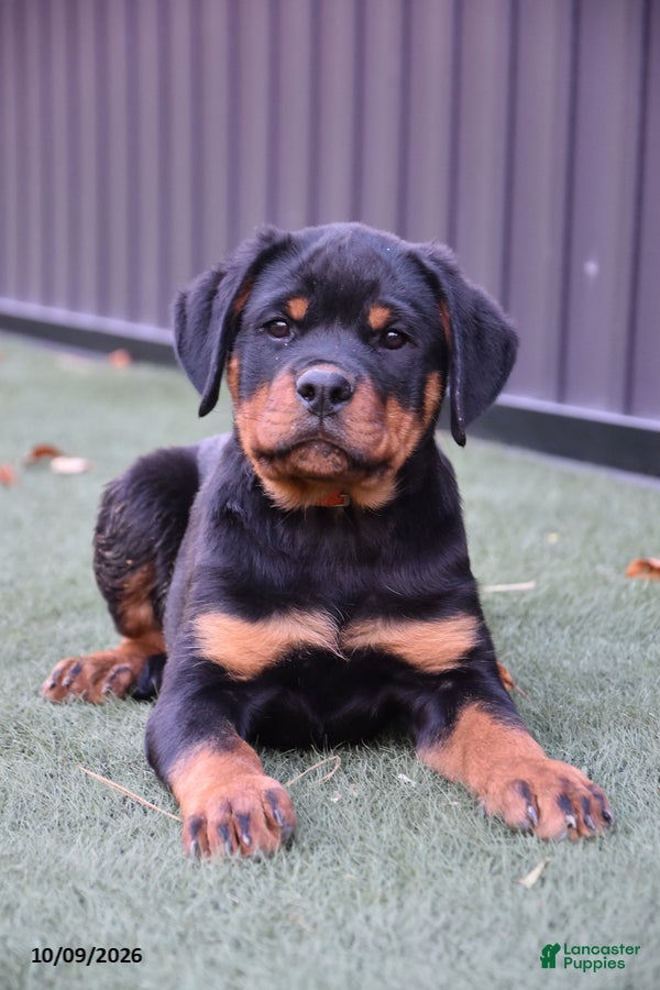 Rottweiler dogs Zoey - Ad 2