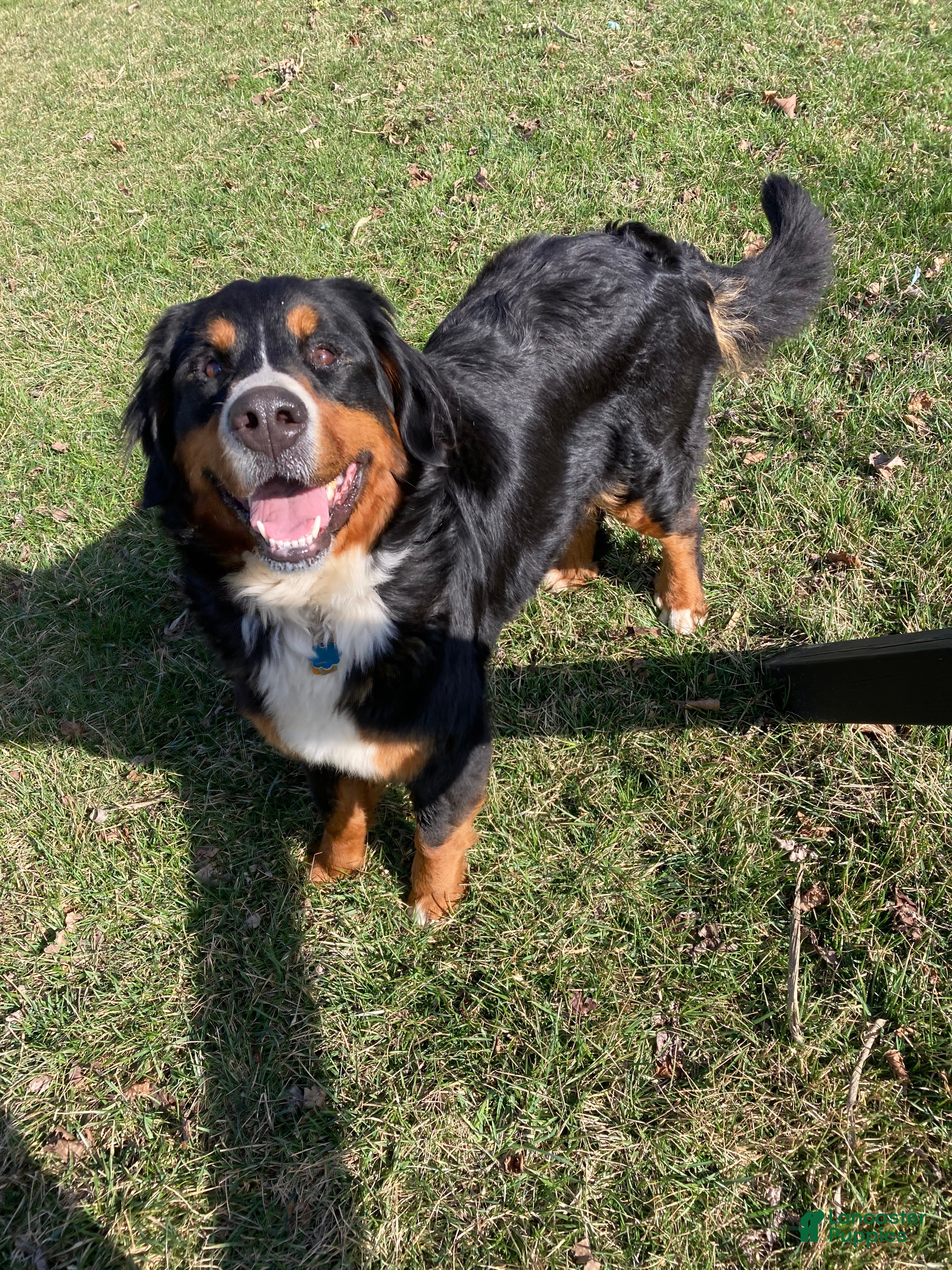 Darla