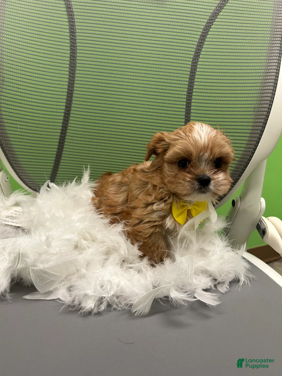Shihpoo dogs for sale: Shihpoo 1 - Ad 3