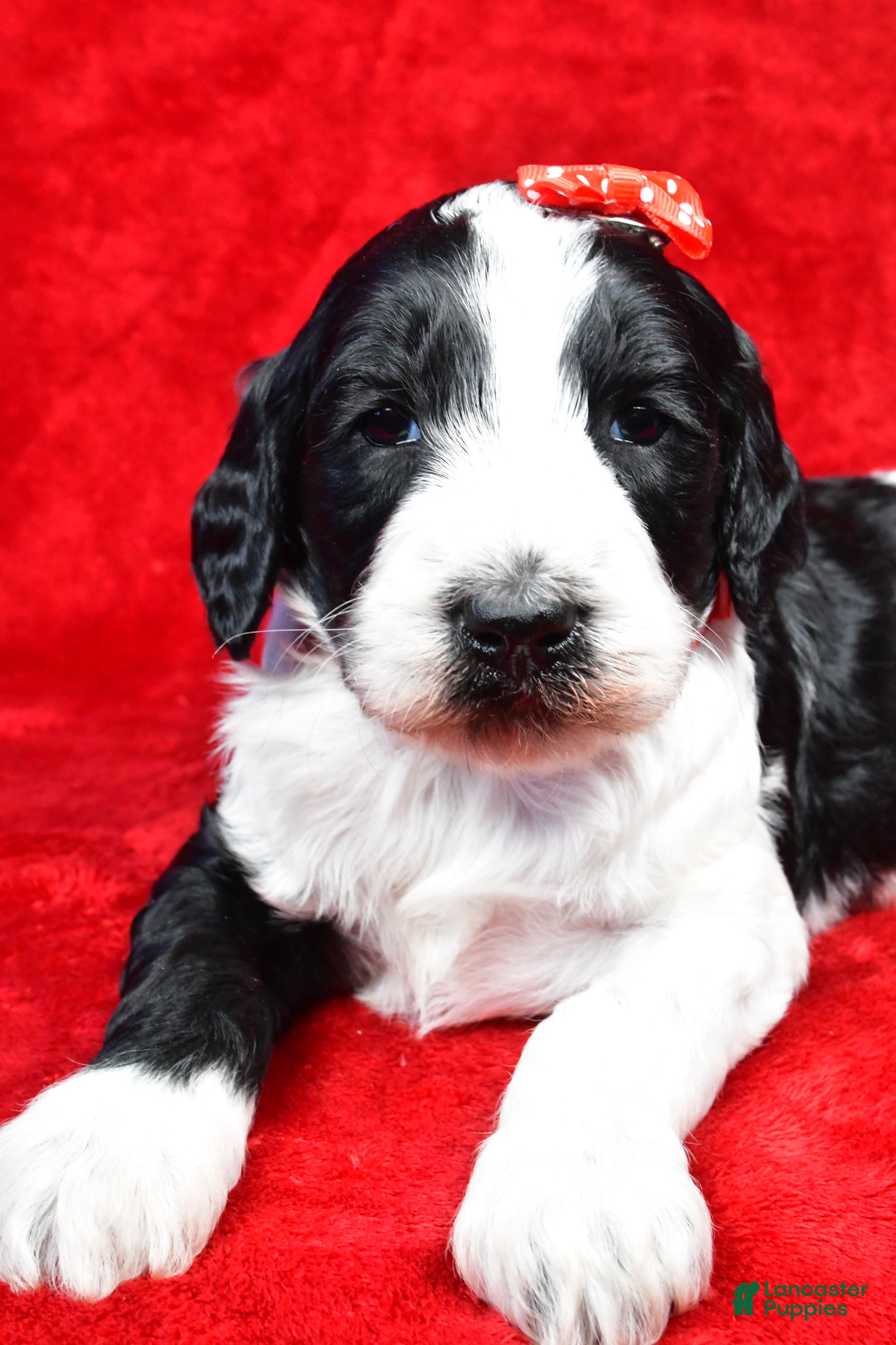 Standard Poodle dogs Forrest - Ad 5