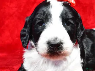 Standard Poodle dogs Forrest - Ad 5