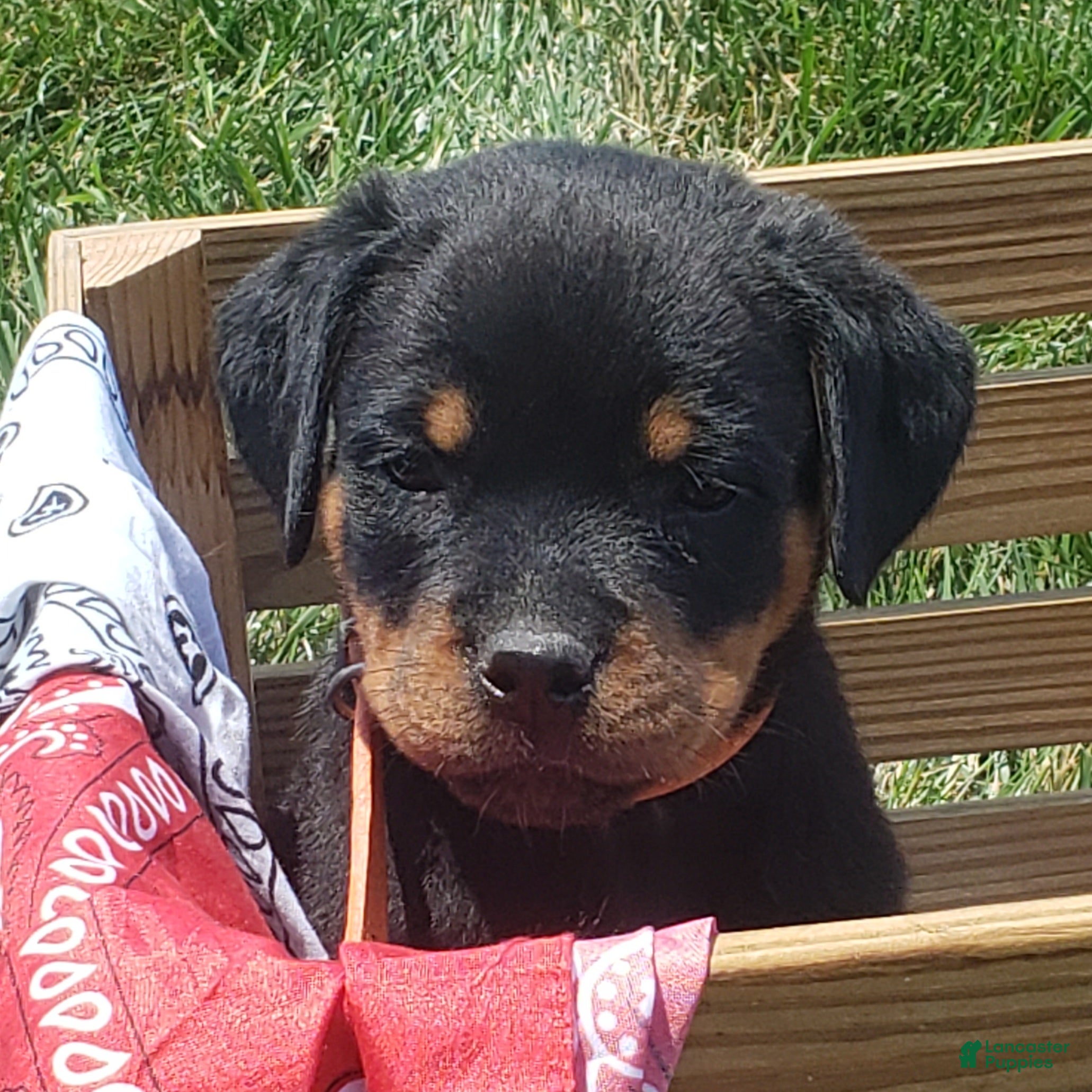 Rottweiler dogs Kenzie - Ad 1