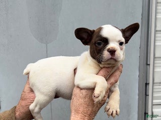 Frenchton dogs Frenchton Puppy 3 - Ad 11