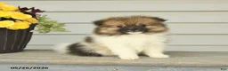 Pomeranian dogs for sale: Geneva - Ad 4