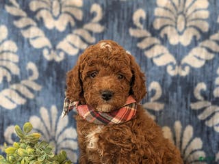 Miniature Poodle dogs Dameon 10 lbs Full Grown - Ad 14