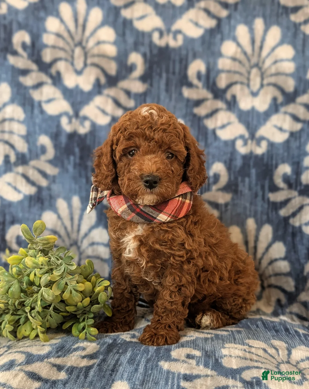 Miniature Poodle dogs for sale: Dameon 10 lbs Full Grown - Ad 1