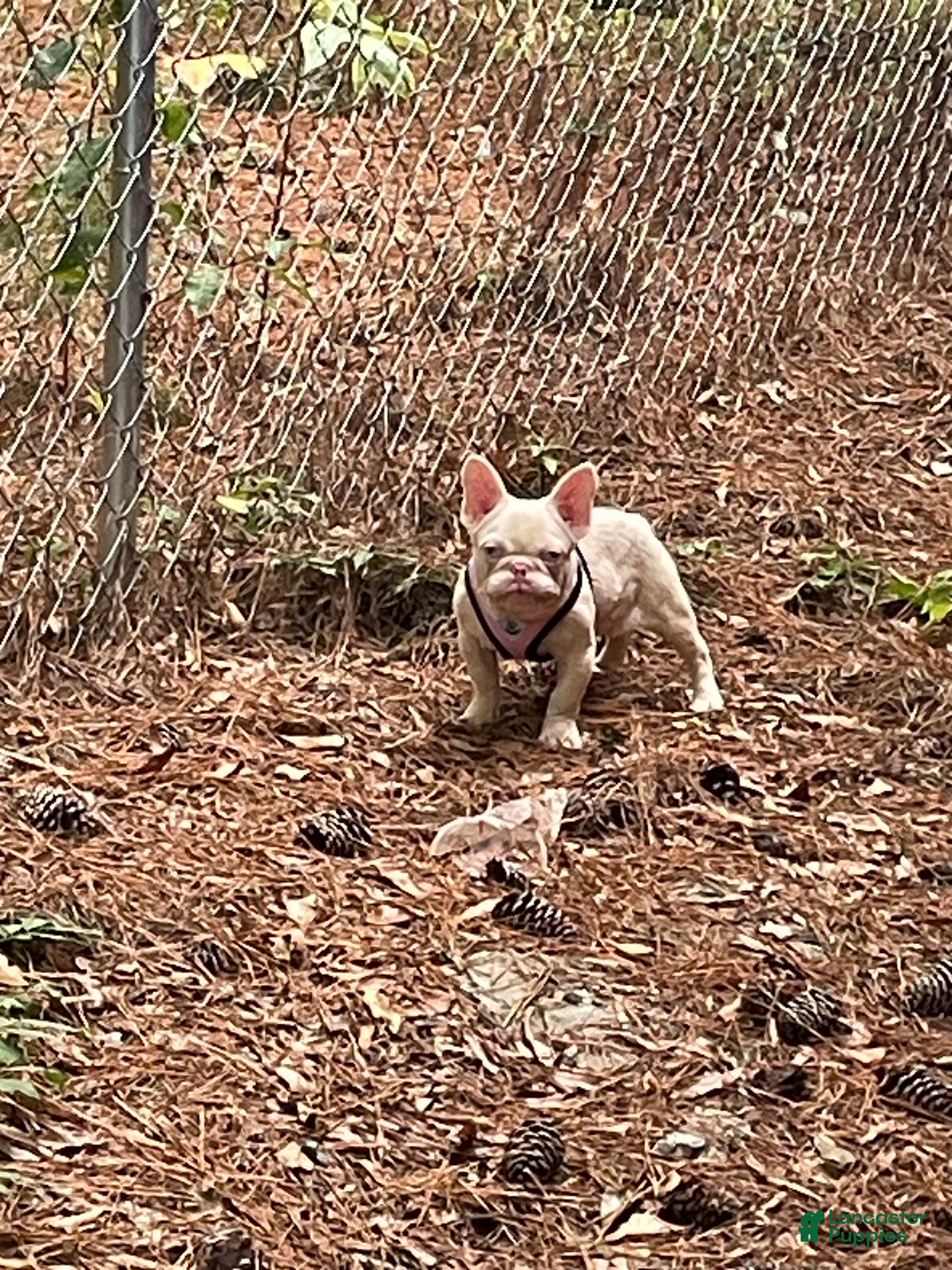 French Bulldog dogs Mercy & Stacks - Ad 2