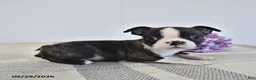 Boston Terrier dogs for sale: Harris - Ad 3