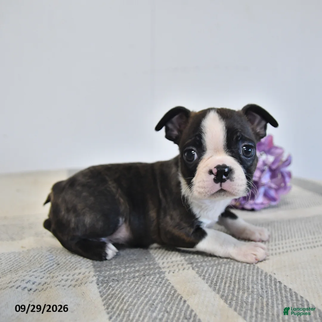 Boston Terrier dogs for sale: Harris - Ad 3