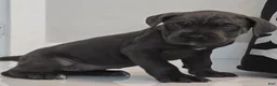 Cane Corso dogs for sale: Cane Corso 5 - Ad 1
