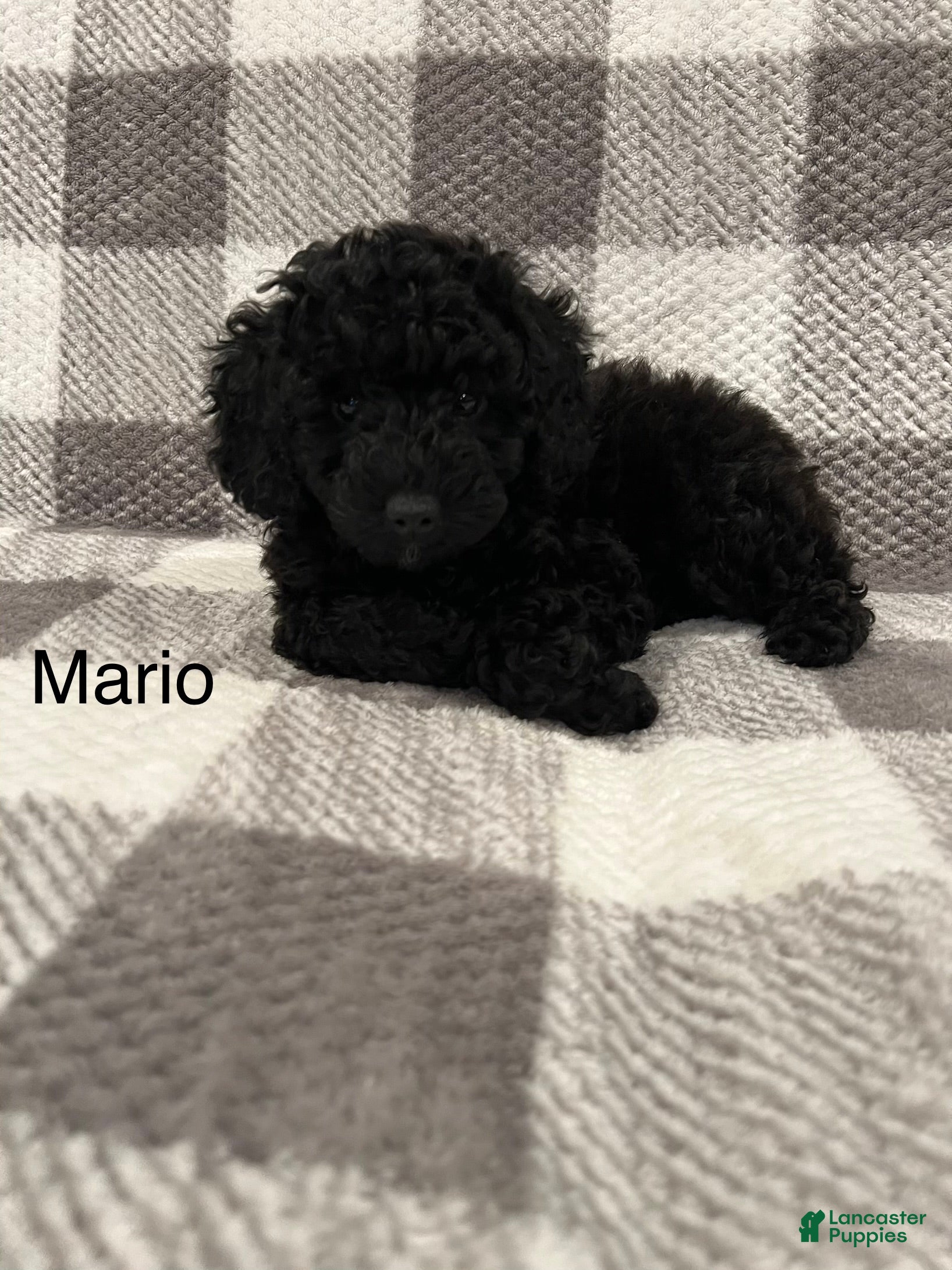 Miniature Poodle dogs Mario - Ad 1