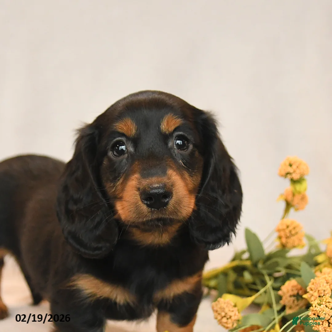 Miniature Dachshund dogs for sale: Blake - Ad 5