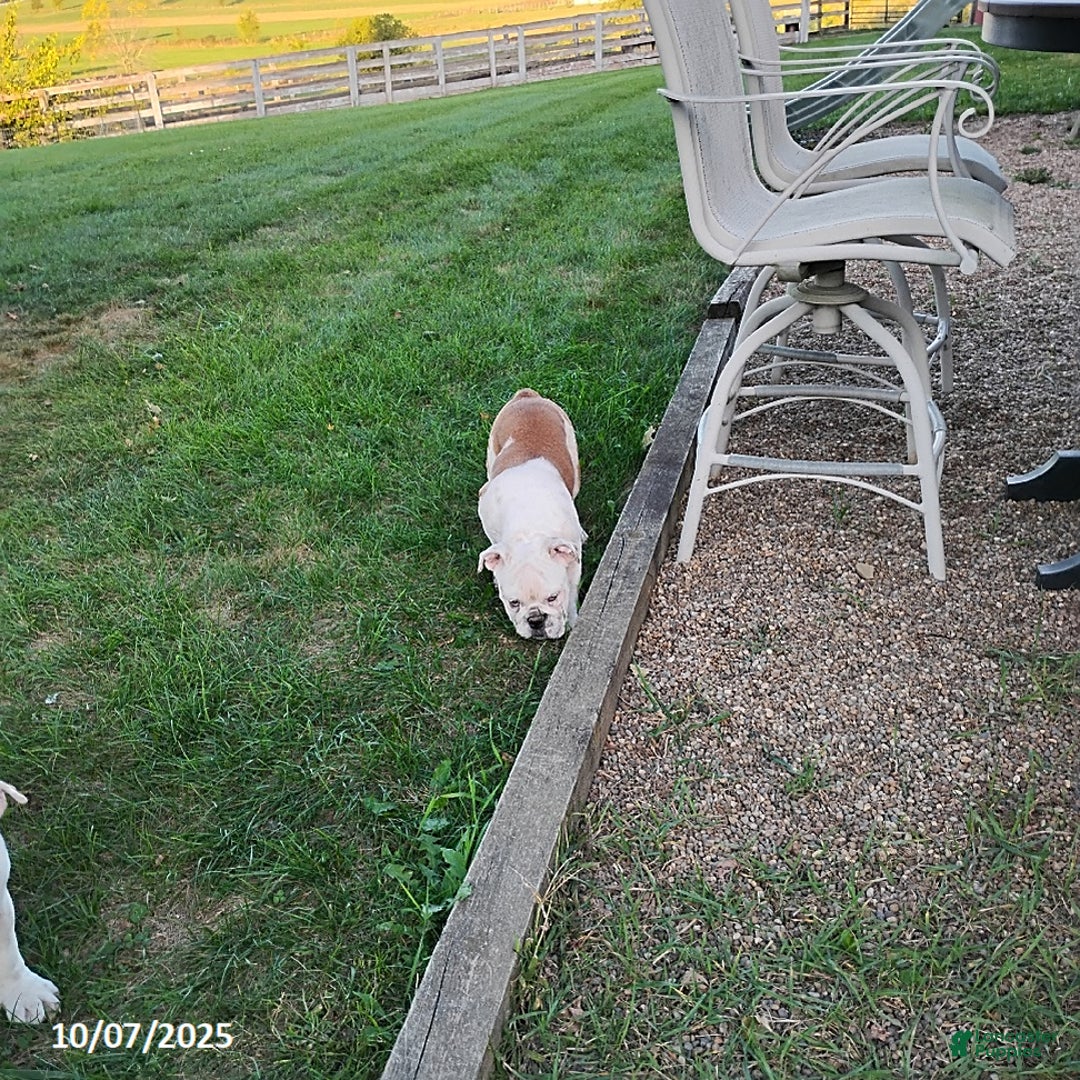 English Bulldog dogs for sale: Renita - Ad 15