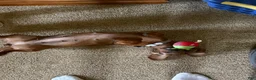 Dachshund dogs for sale: Teddy - Ad 7