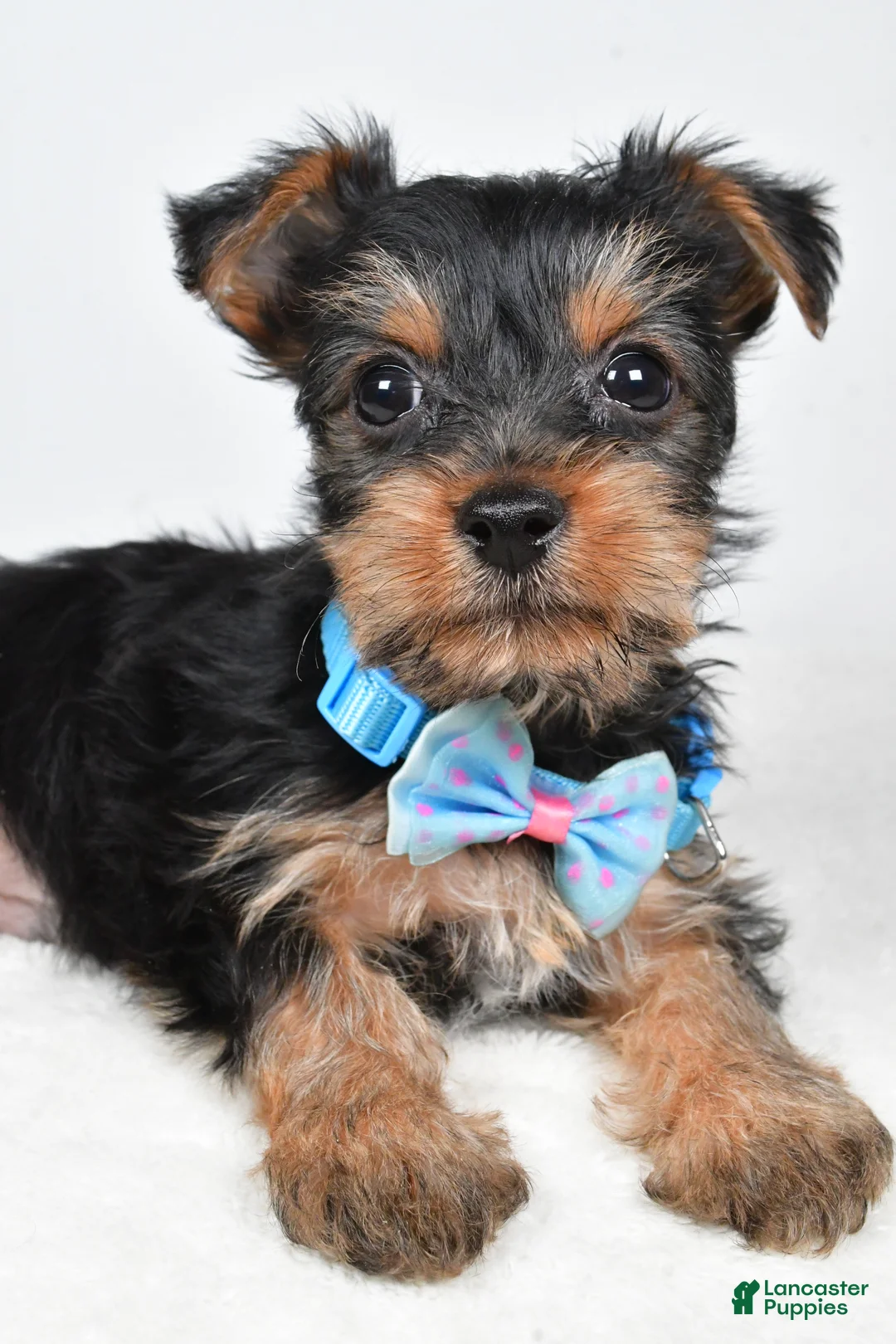 Yorkshire Terrier dogs for sale: Toby - Ad 3