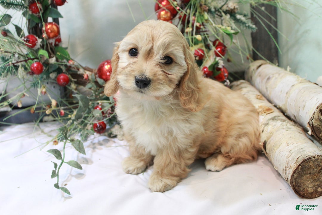 Cavachon dogs for sale: Snowball - Ad 14