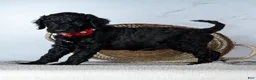 Goldendoodle dogs for sale: Ms. Americano - Black w/ White Patches Goldendoodle - Ad 4