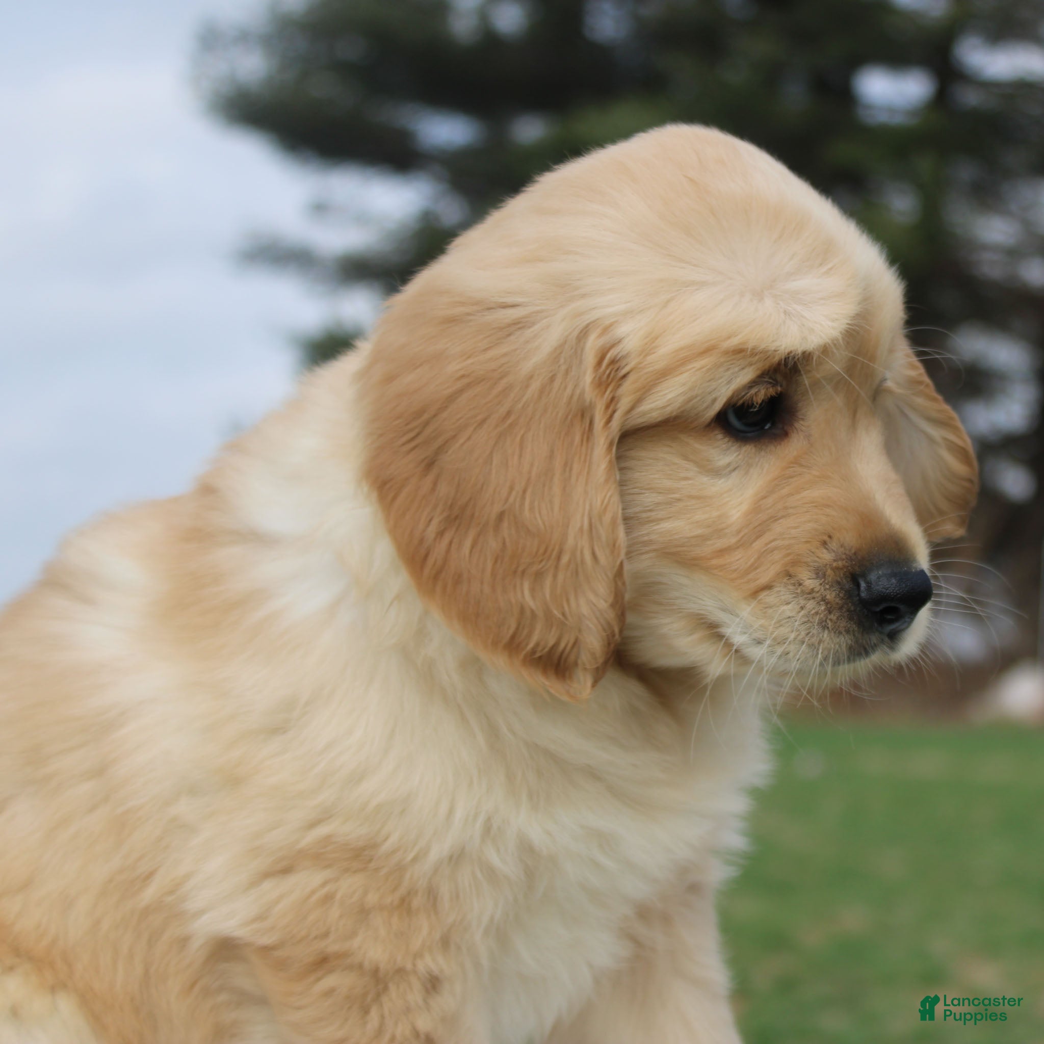 Golden Retriever dogs Frank the TRAINED Golden Retriever Puppy  - Ad 2