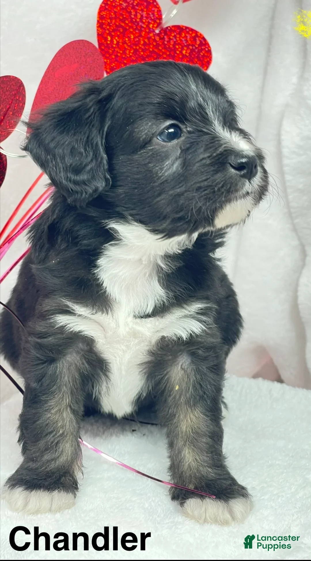 Mixed Breed dogs for sale: Mixed Breed Puppy 1 - Ad 1