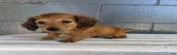 Miniature Dachshund dogs for sale: Dakota - Ad 6