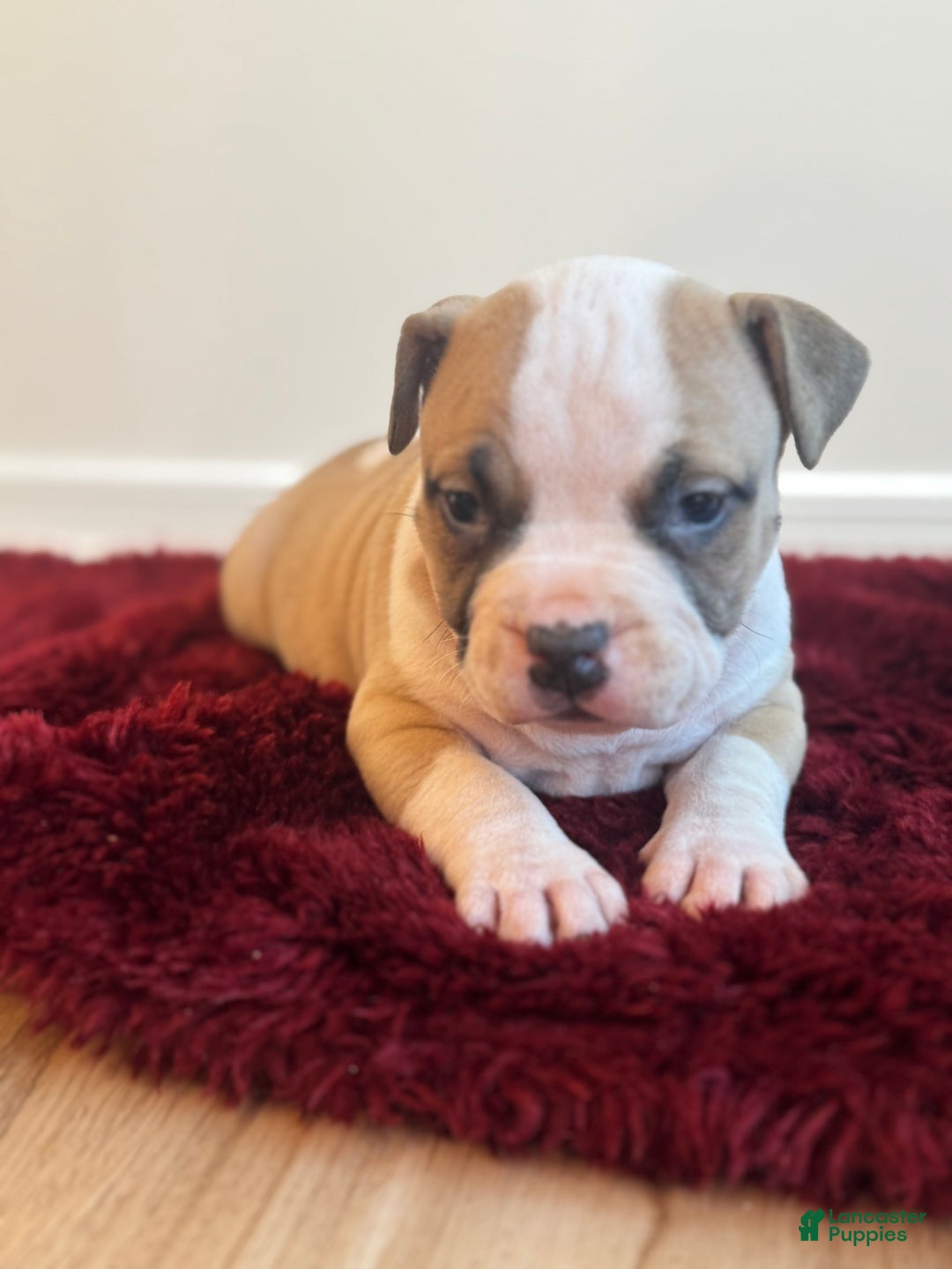 American Bully dogs for sale: Posie - Ad 2
