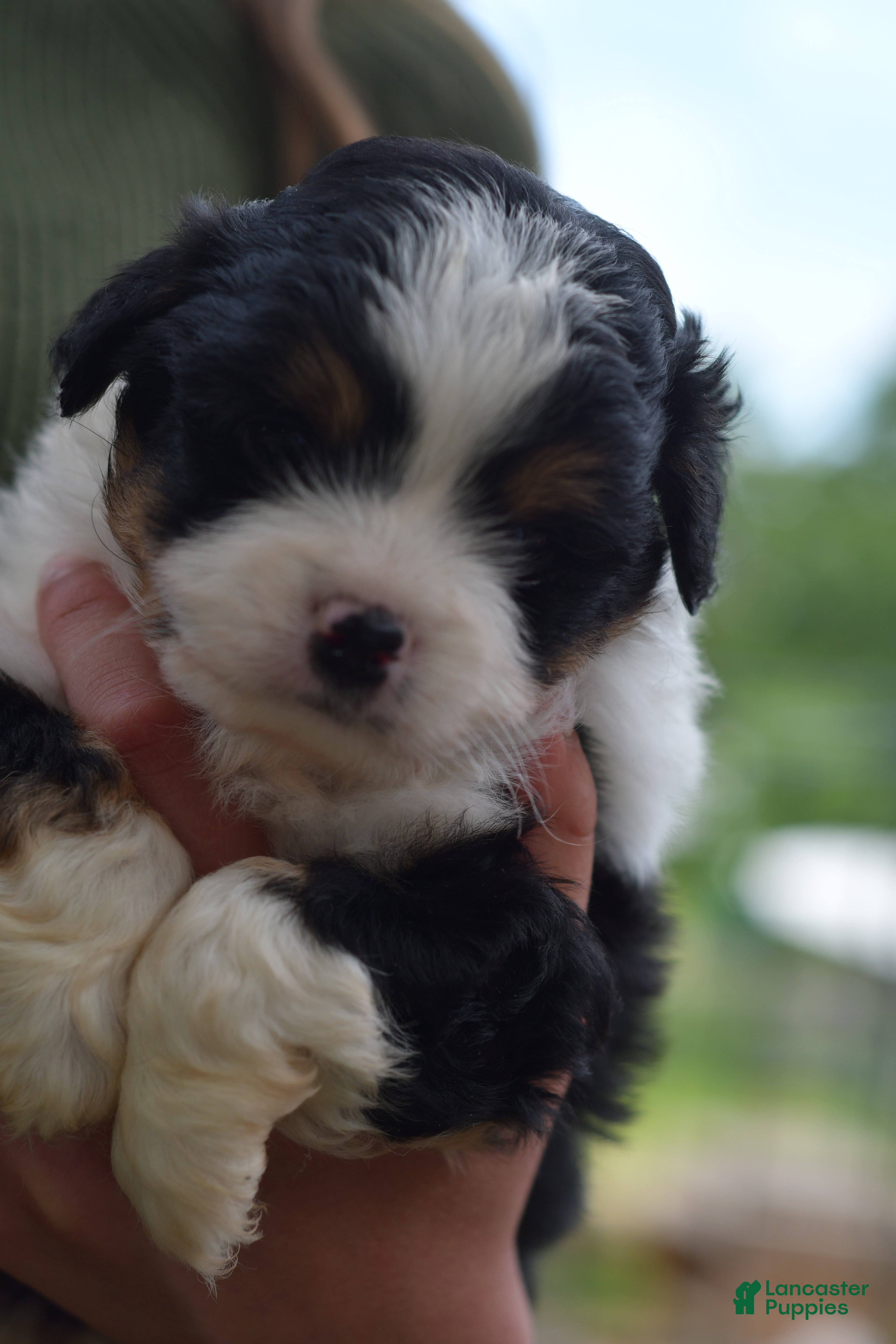Aussiedoodle dogs Aussiedoodle Puppy 1 - Ad 2