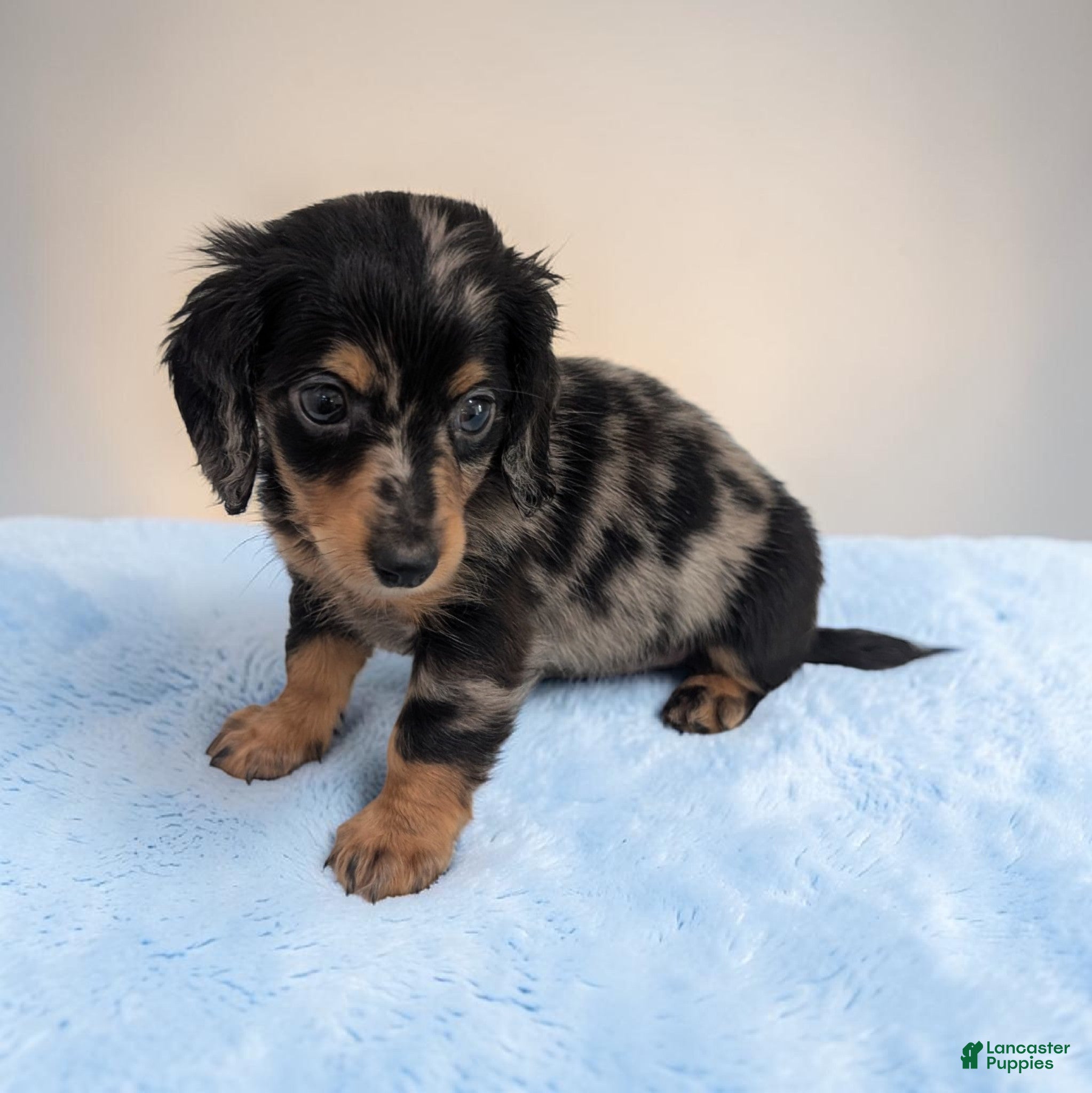 Miniature Dachshund dogs Peanut - Ad 1